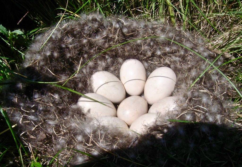 Gadwall Nest by Chars Binstock/USFWS Mountain Prairie is licensed under CC BY 2.0